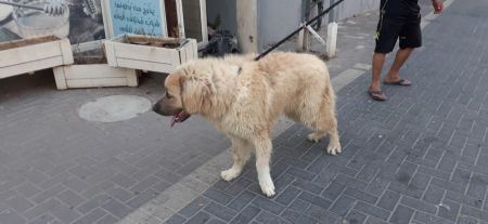 شاب من الطيبة يمتلك كلباً غريباً